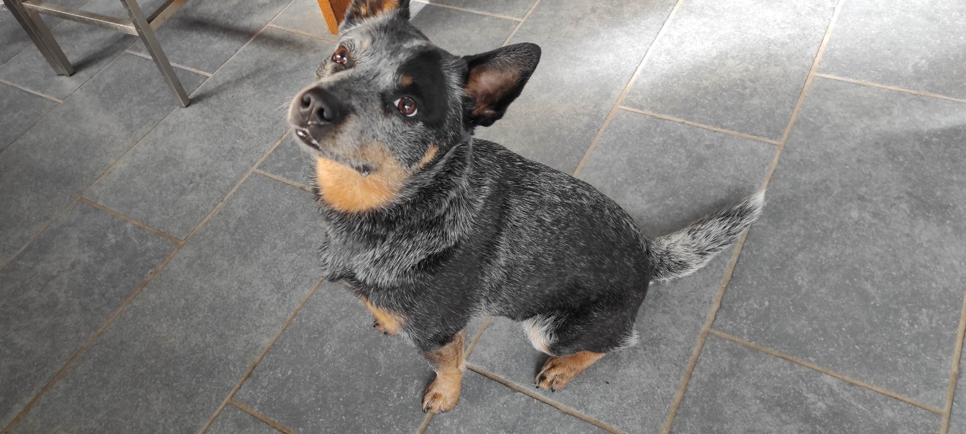 Tite Bluey Des Minis Pasquito
