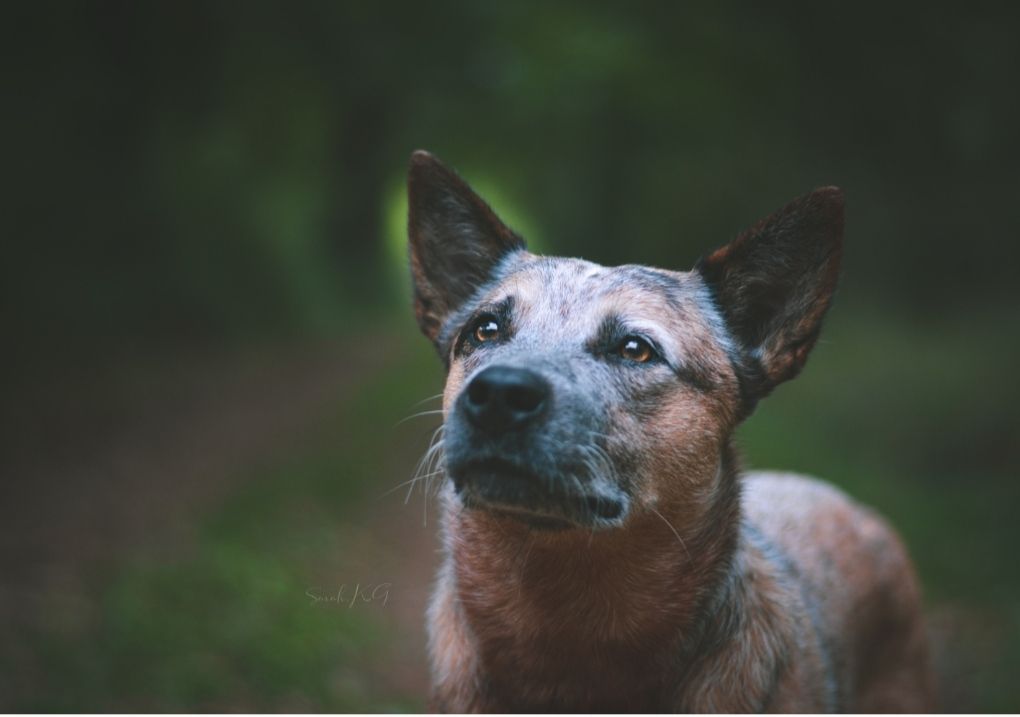 Des Minis Pasquito Véga bingo