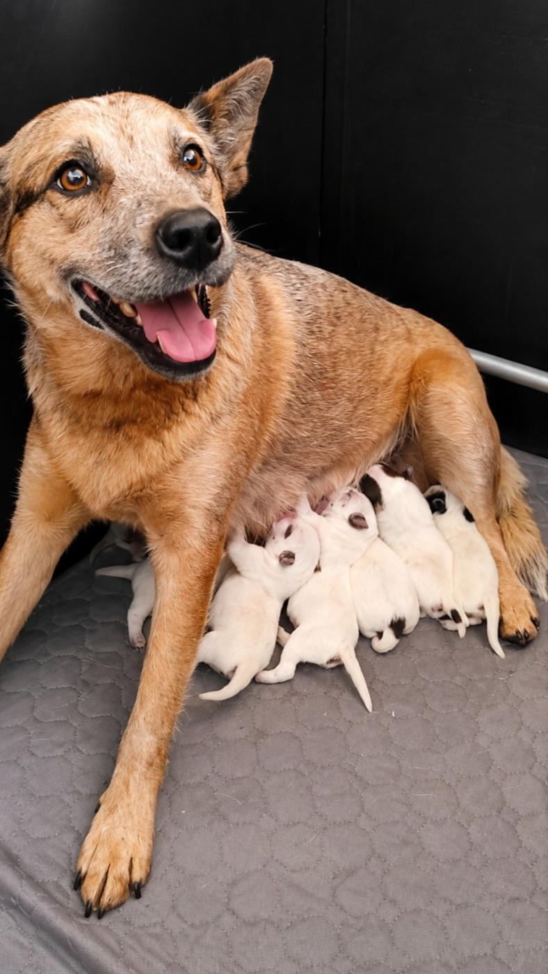 Naissance des bébés de Véga Bingo et le multi champion vandalo di monte tonico
