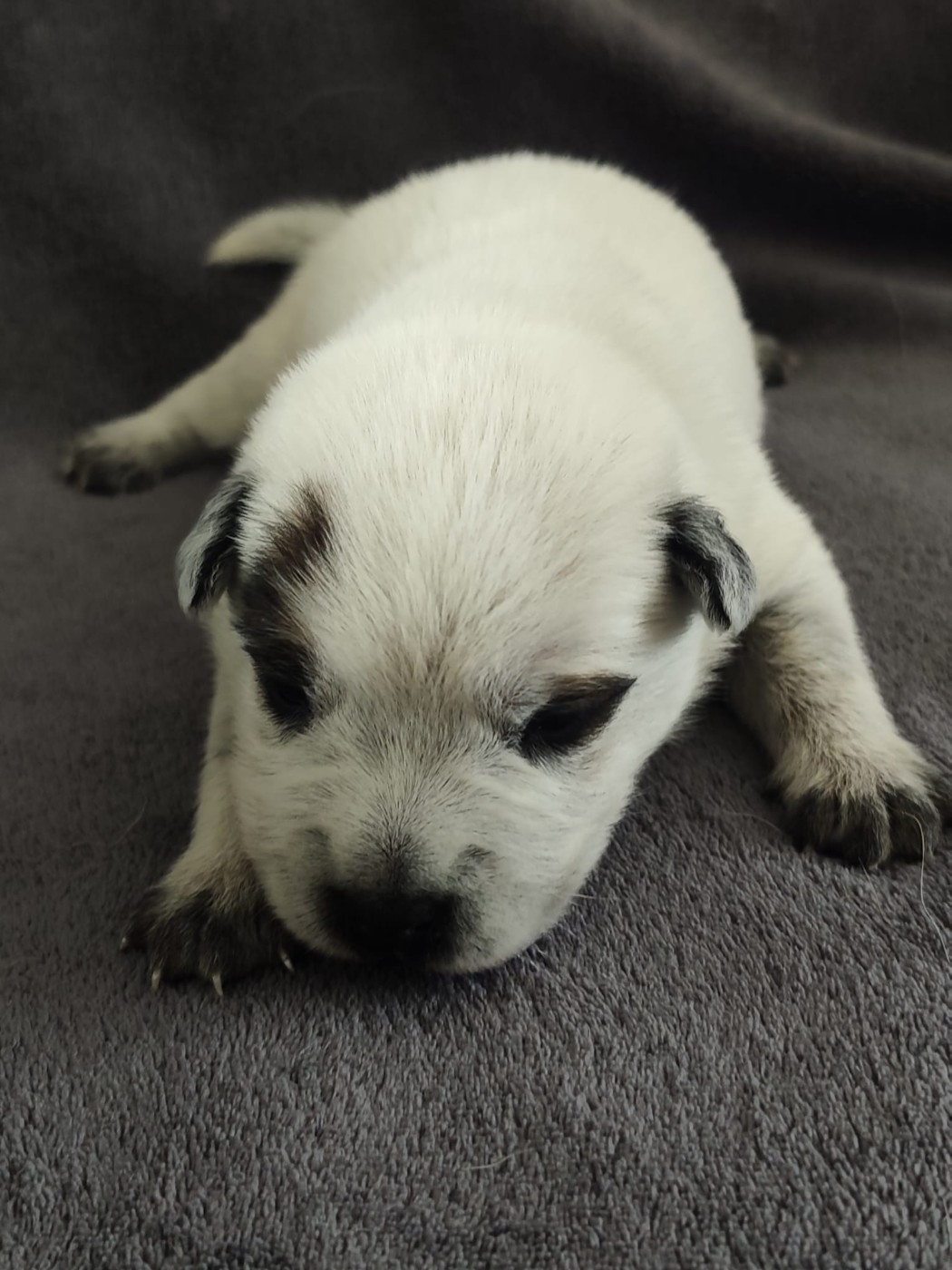 Les bébés ont 12 jours, ils commencent a ouvrir les yeux