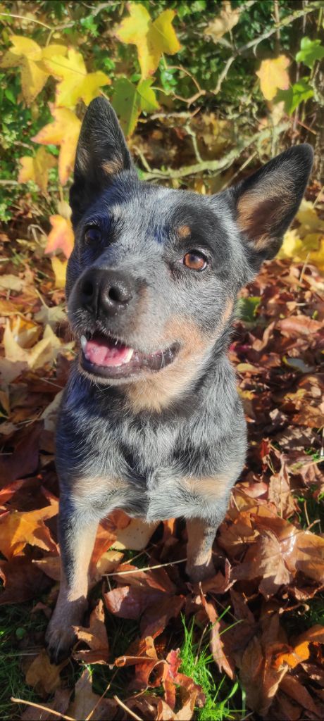 Bluey 