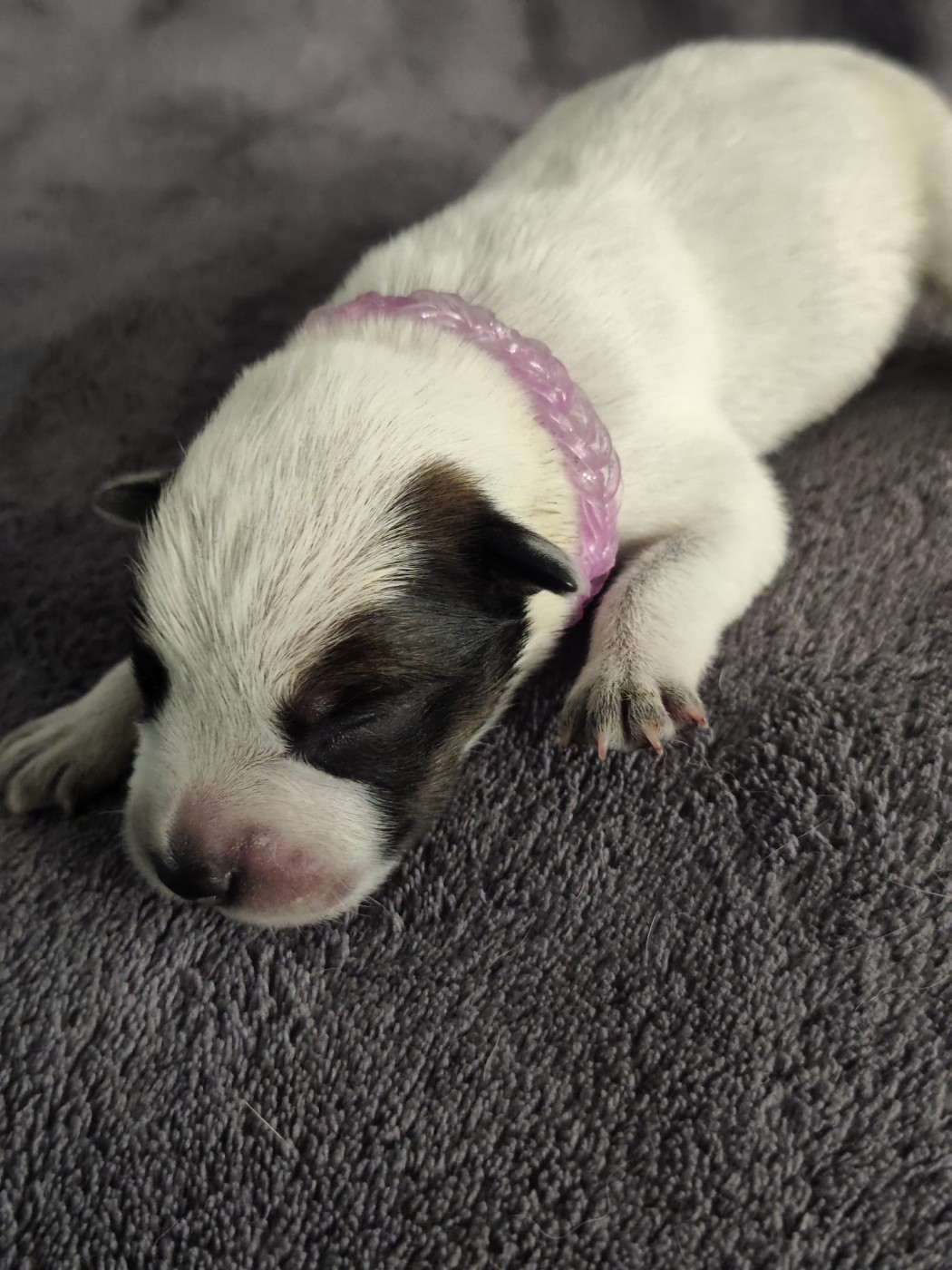 Des Jardins De Cléane - Chiots disponibles - Bouvier australien