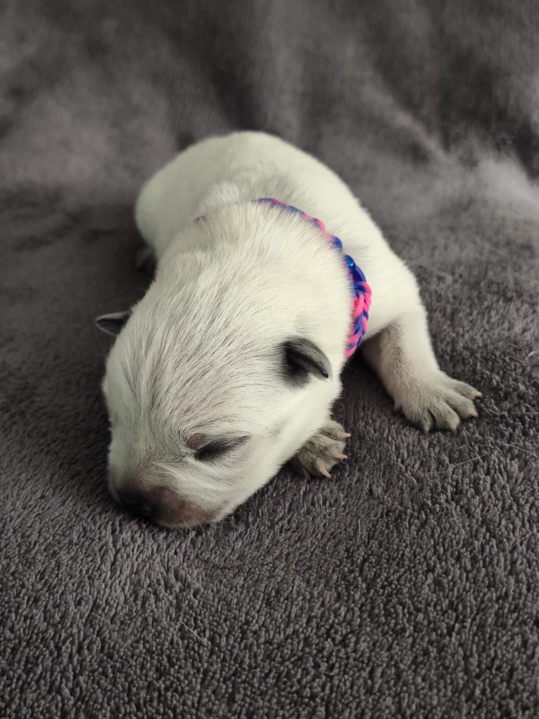 Des Jardins De Cléane - Chiots disponibles - Bouvier australien