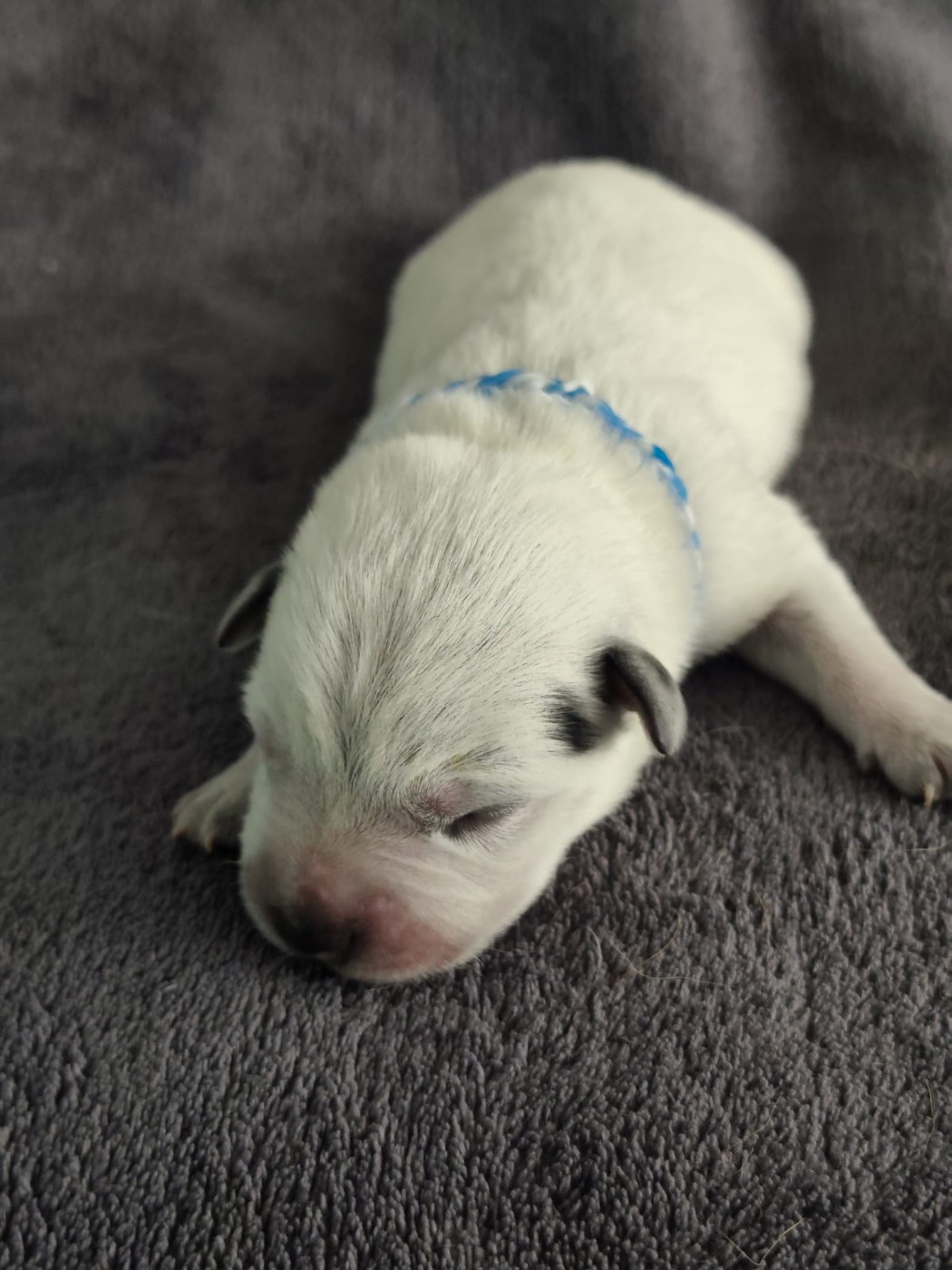 Des Jardins De Cléane - Chiots disponibles - Bouvier australien