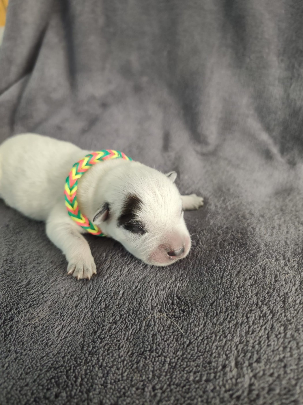 Des Jardins De Cléane - Chiots disponibles - Bouvier australien