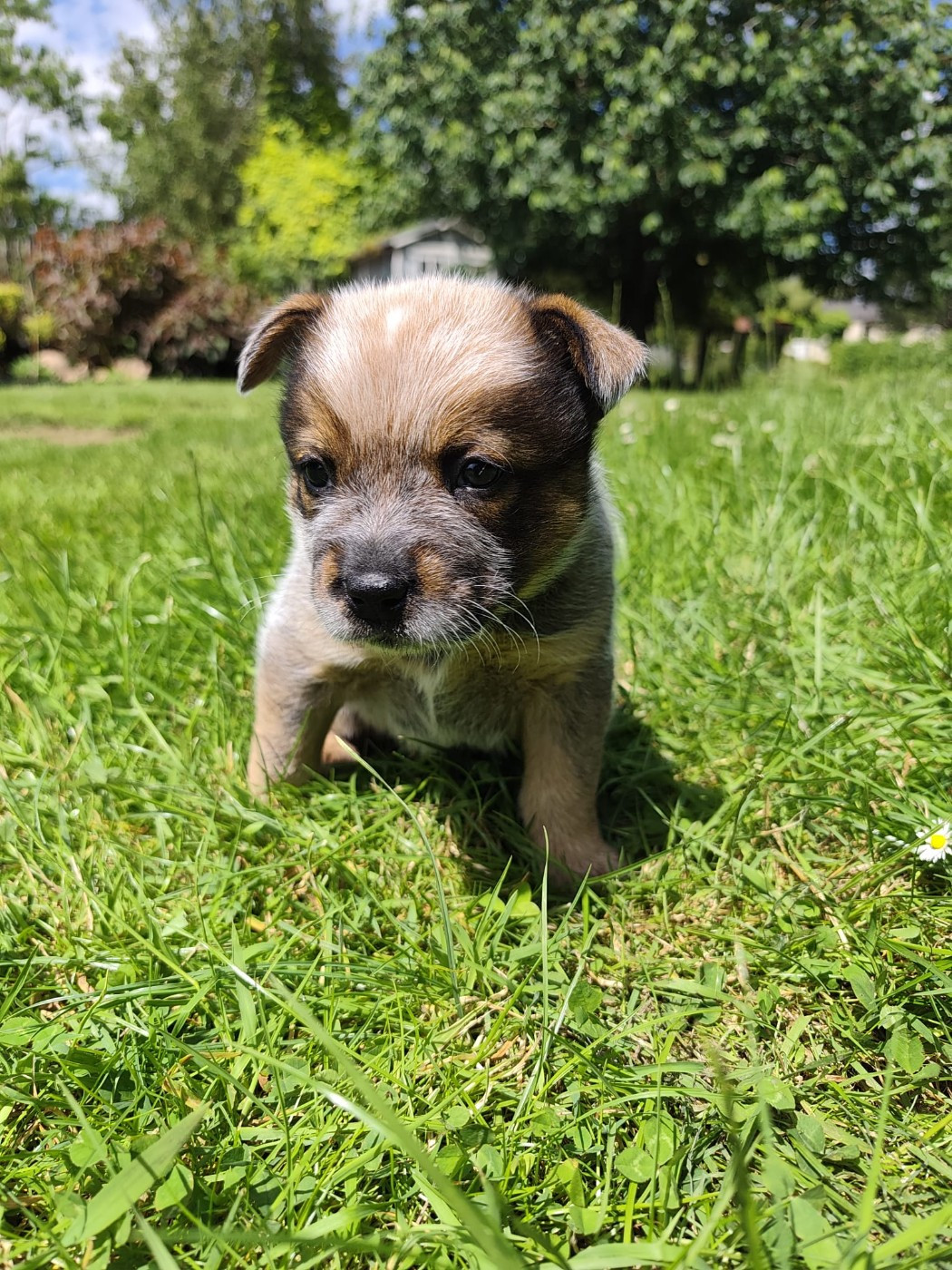 Des Jardins De Cléane - Chiots disponibles - Bouvier australien