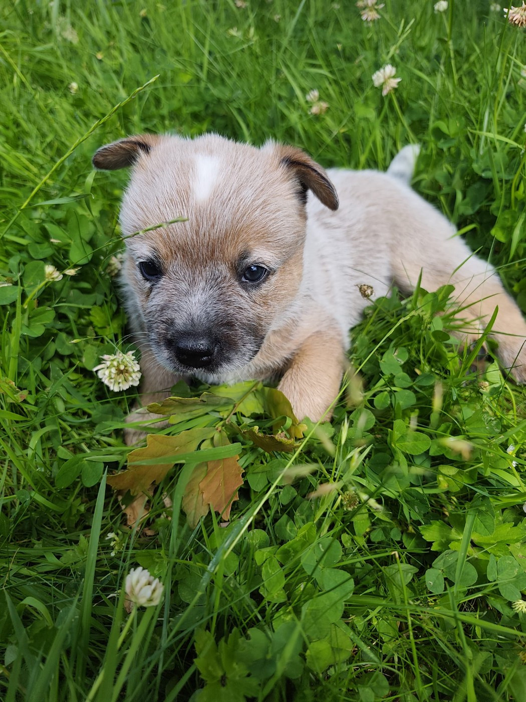Des Jardins De Cléane - Chiots disponibles - Bouvier australien