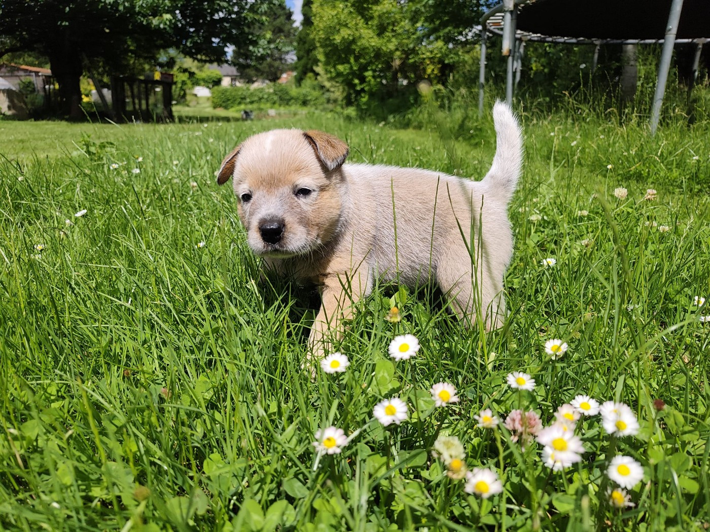 Des Jardins De Cléane - Chiots disponibles - Bouvier australien